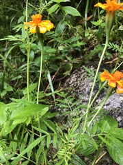 Tagetes patula