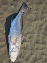 Sciaenops ocellatus
