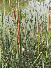 Typhaceae