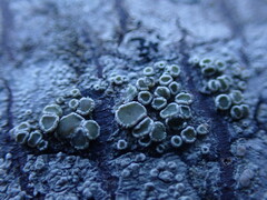 Lecanora pacifica