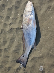 Sciaenops ocellatus