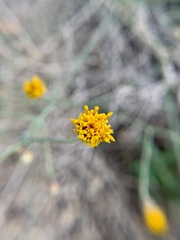 Bebbia juncea aspera