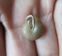 Vespericola armigera