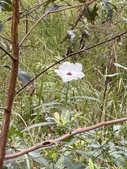Hibiscus heterophyllus