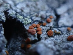 Athallia pyracea