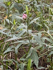 Hibiscus heterophyllus