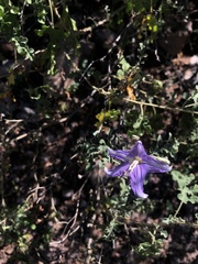 Solanum houstonii