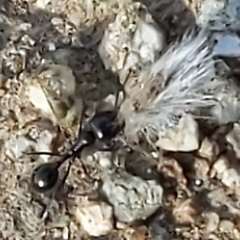 Veromessor pergandei