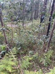 Hibiscus heterophyllus
