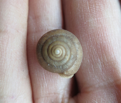 Vespericola armigera