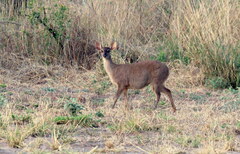Mazama gouazoubira