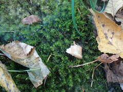 Dichodontium pellucidum