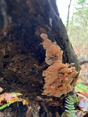 Merulius tremellosus