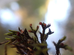 Schistidium rivulare