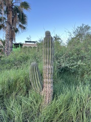 Pachycereus pringlei