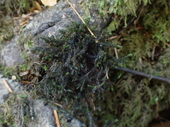 Schistidium rivulare