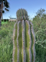 Pachycereus pringlei