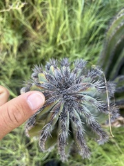 Pachycereus pringlei