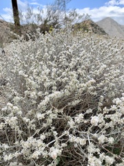 Eriogonum wrightii nodosum