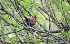 Coryphospingus cucullatus