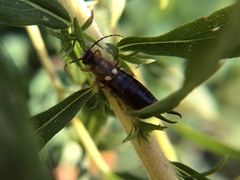 Forficula auricularia