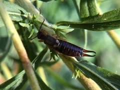 Forficula auricularia