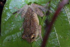 Raorchestes ponmudi
