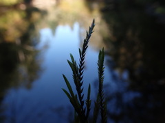 Fontinalis antipyretica