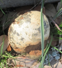 Pisolithus arenarius