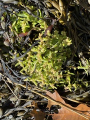Salicornia perennis