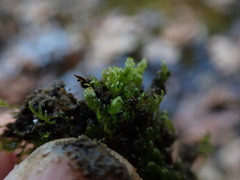 Fissidens ventricosus