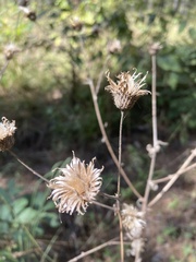 Cirsium nuttallii