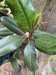 Ficus macrophylla
