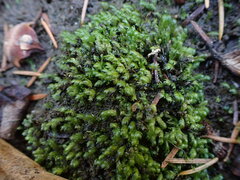 Fissidens ventricosus