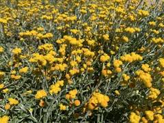 Chrysocephalum semipapposum