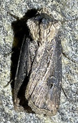 Agrotis