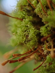 Ulota obtusiuscula