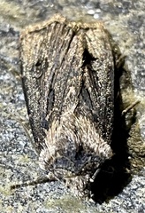Agrotis