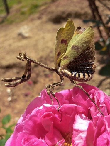 Pseudovates tolteca