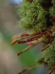 Ulota obtusiuscula