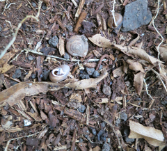 Vespericola armigera