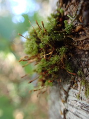 Ulota obtusiuscula