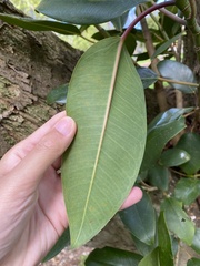 Ficus macrophylla
