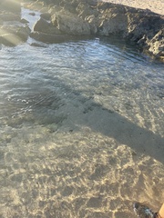 Acanthurus triostegus