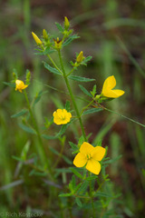 Rhexia lutea