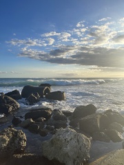 Acanthurus triostegus