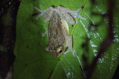 Raorchestes ponmudi