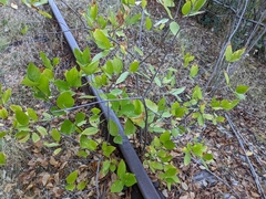Calycanthus occidentalis