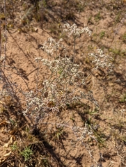 Eriogonum annuum