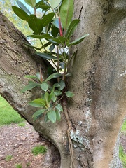 Ficus macrophylla